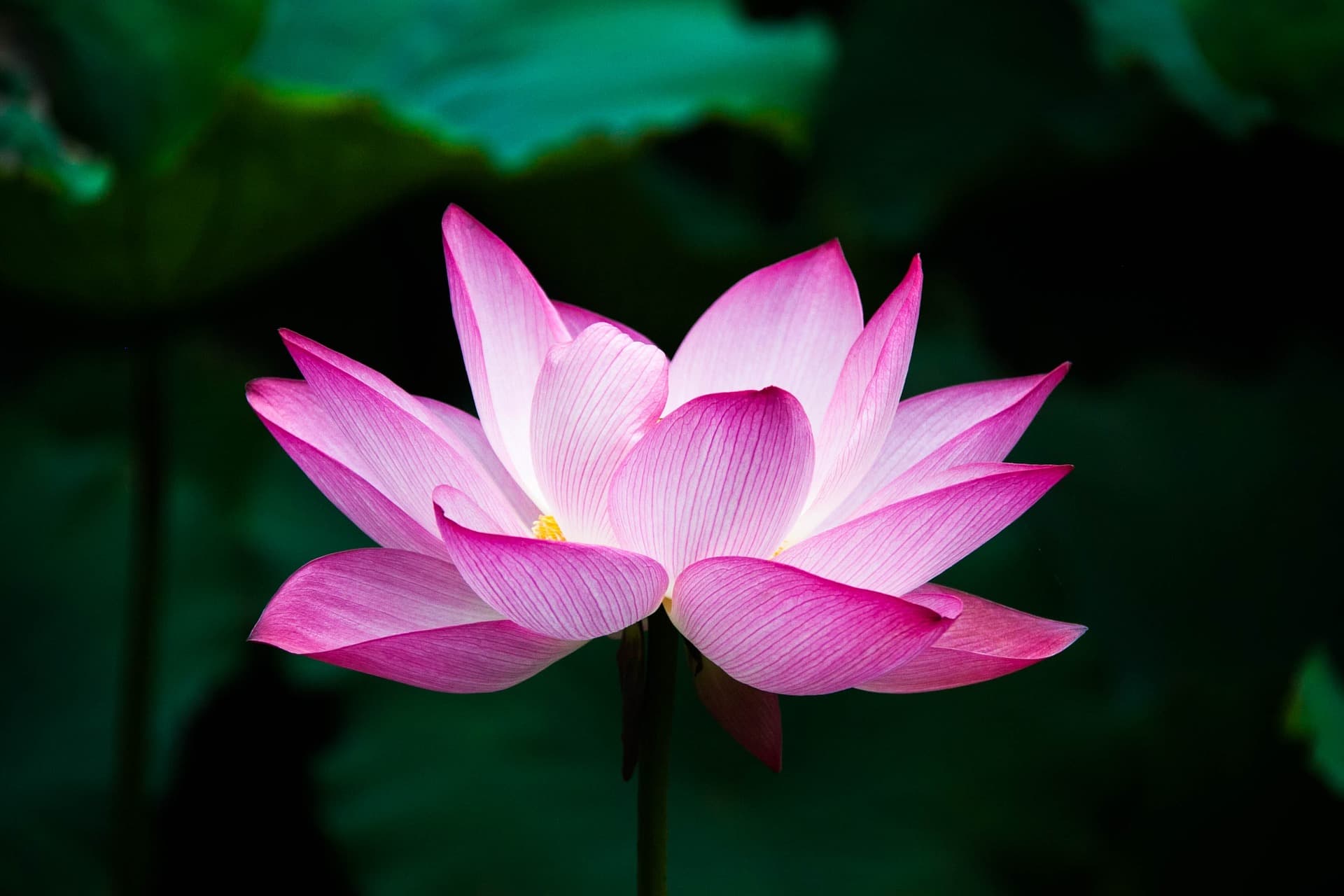 Lotus in Downtown Seoul
